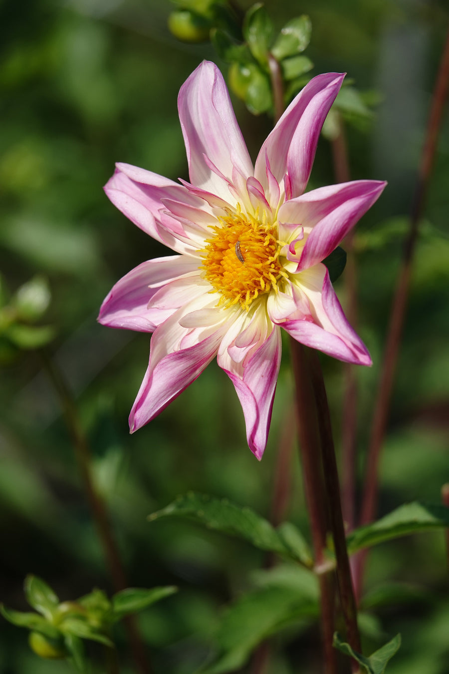 Dahlia Fancy Pants