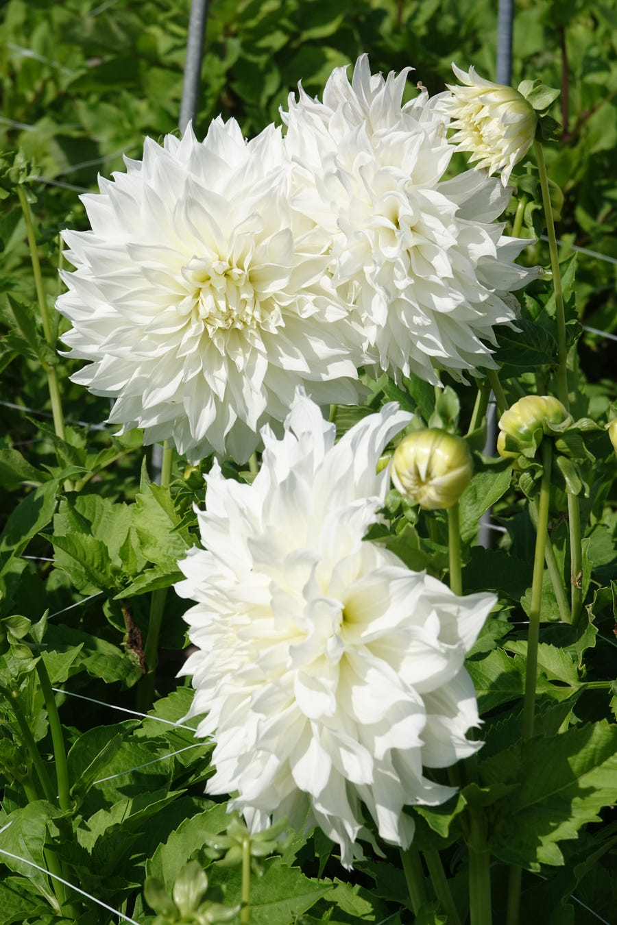 Dahlia Fleurel