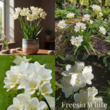 Collection Jardin d’Été de Freesias