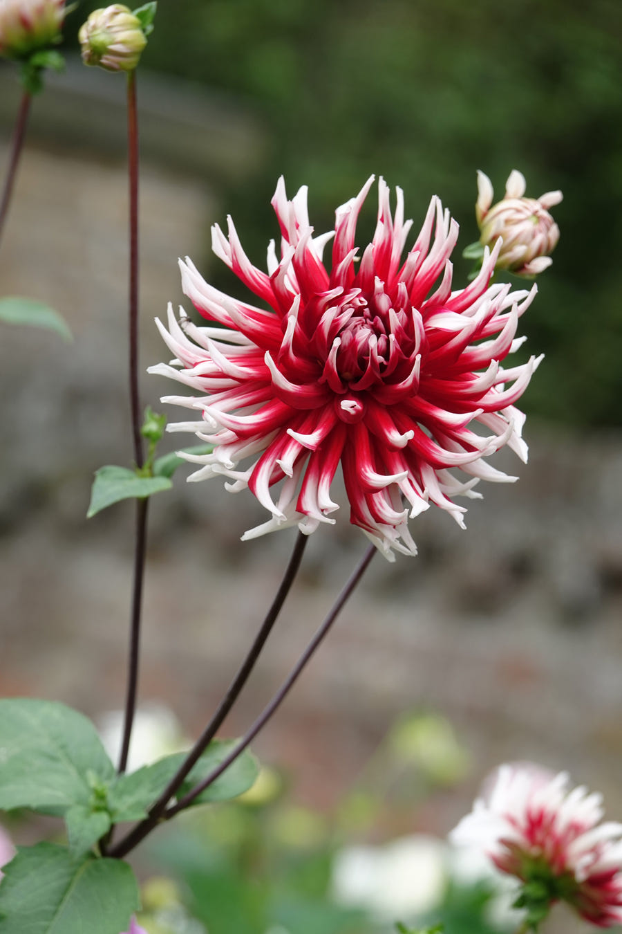 Dahlia Friquolet