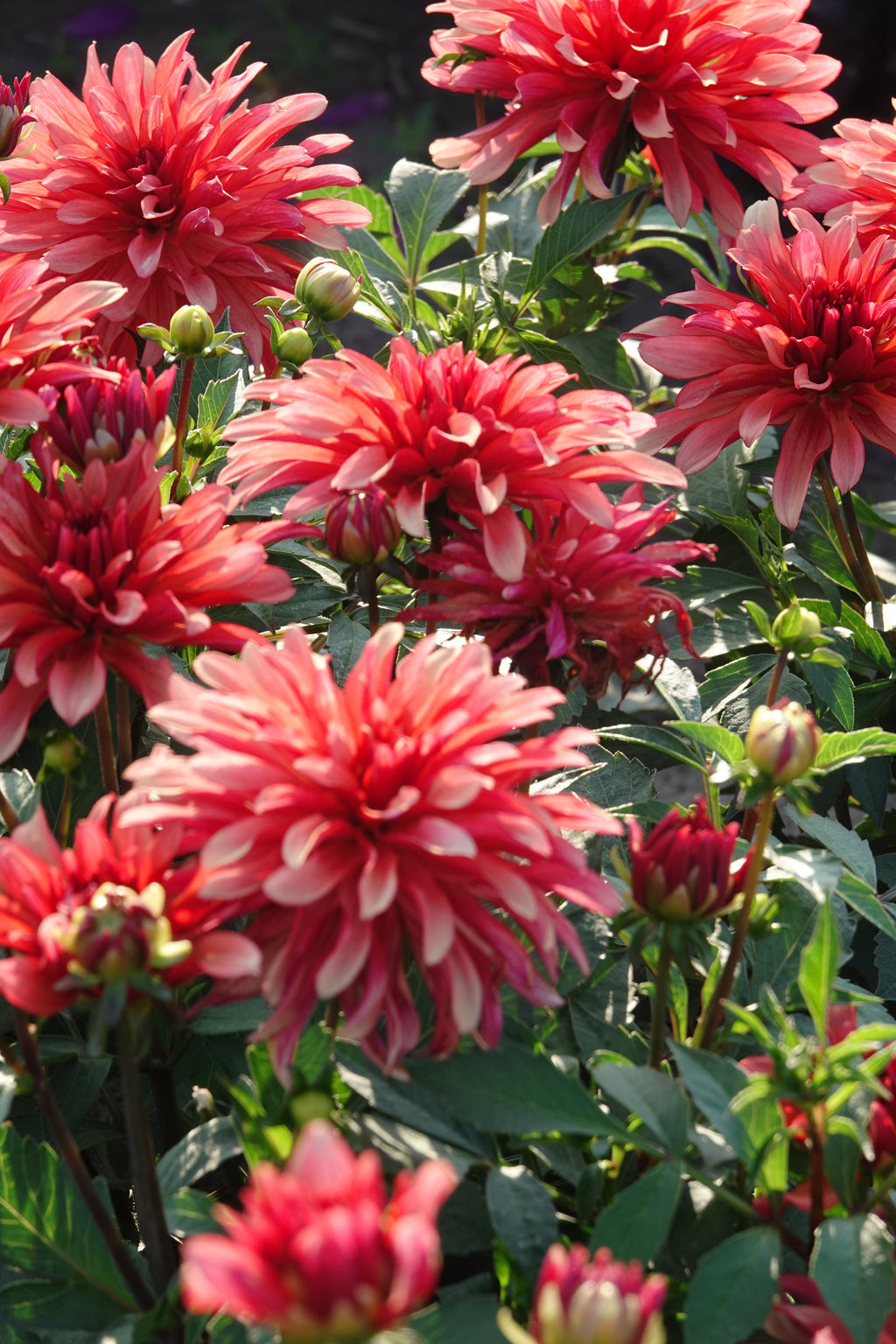 Dahlia Art Deco