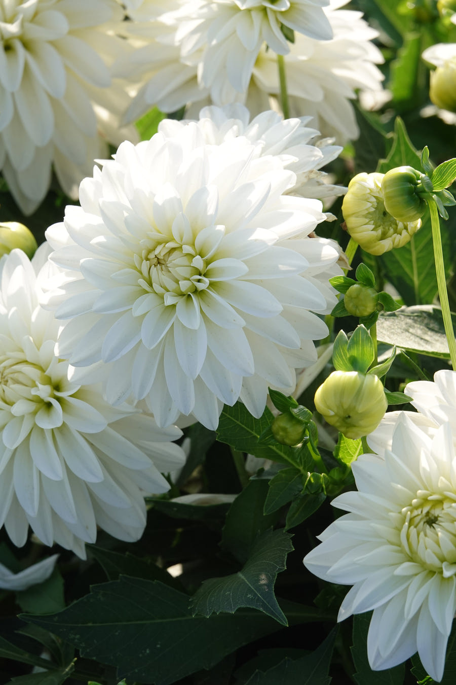 Dahlia Art Fair