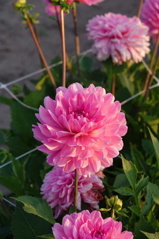Dahlia Garden Sensation