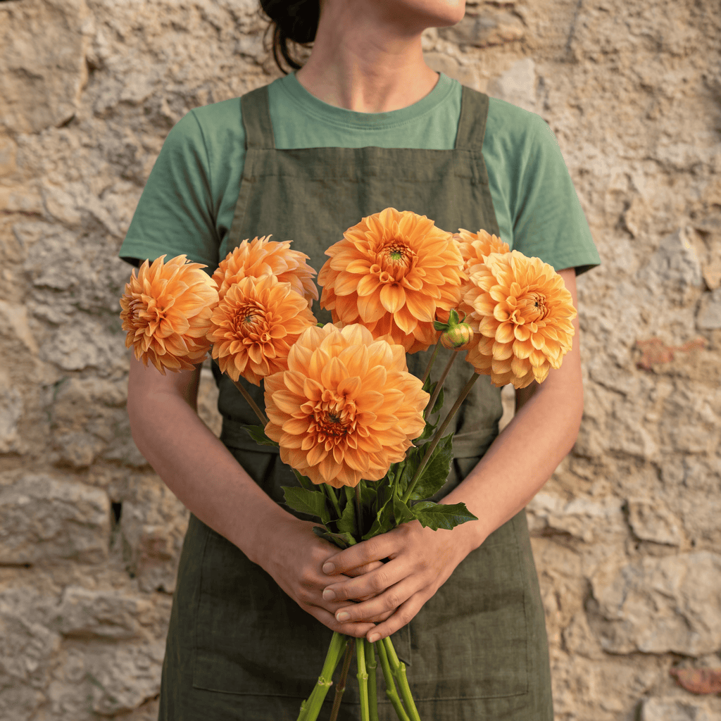 Dahlia Garden Jubilee