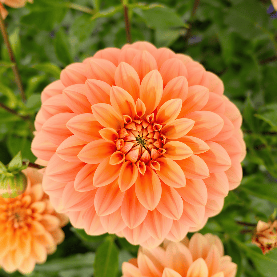 Dahlia Garden Jubilee