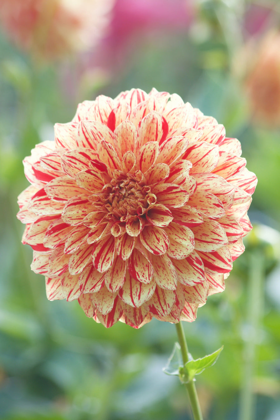 Dahlia Gloriosa