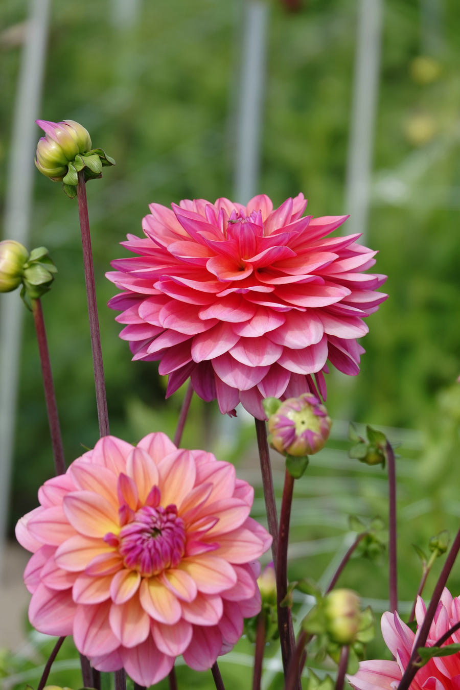 Dahlia Great Silence