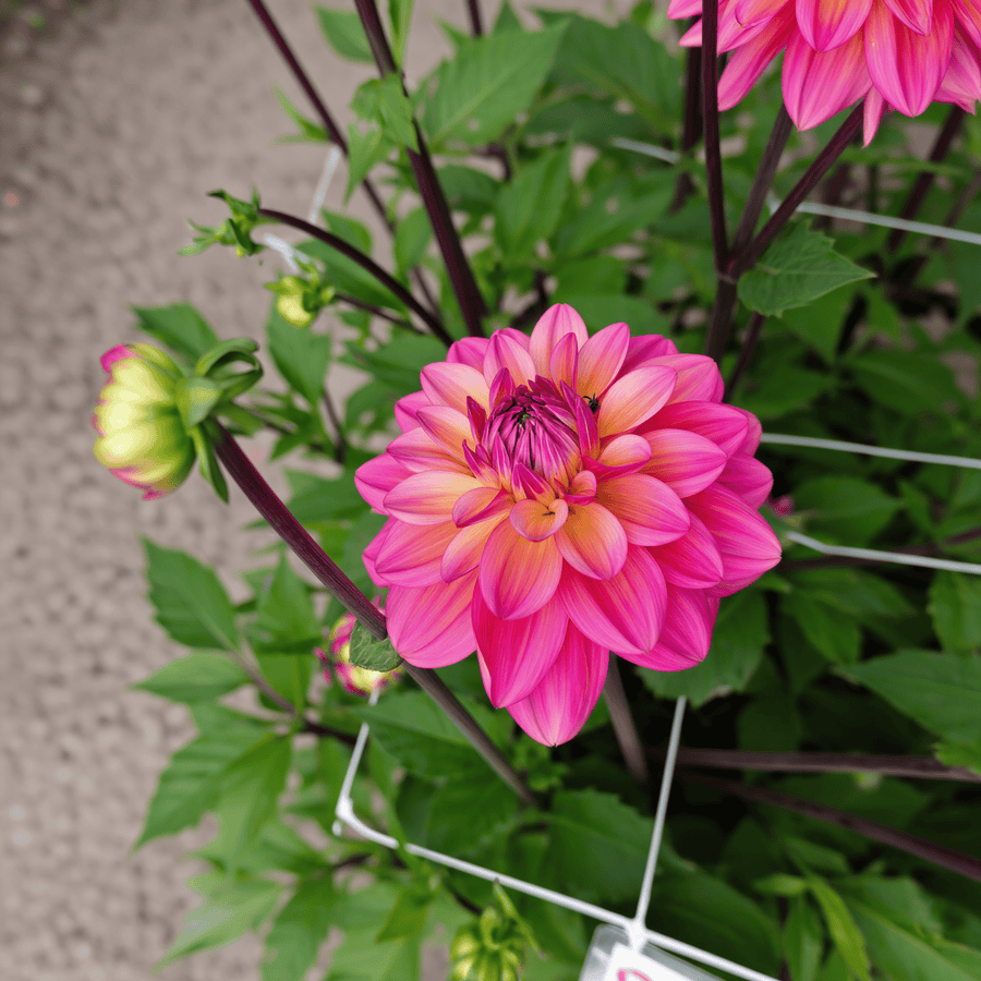 Dahlia Great Silence
