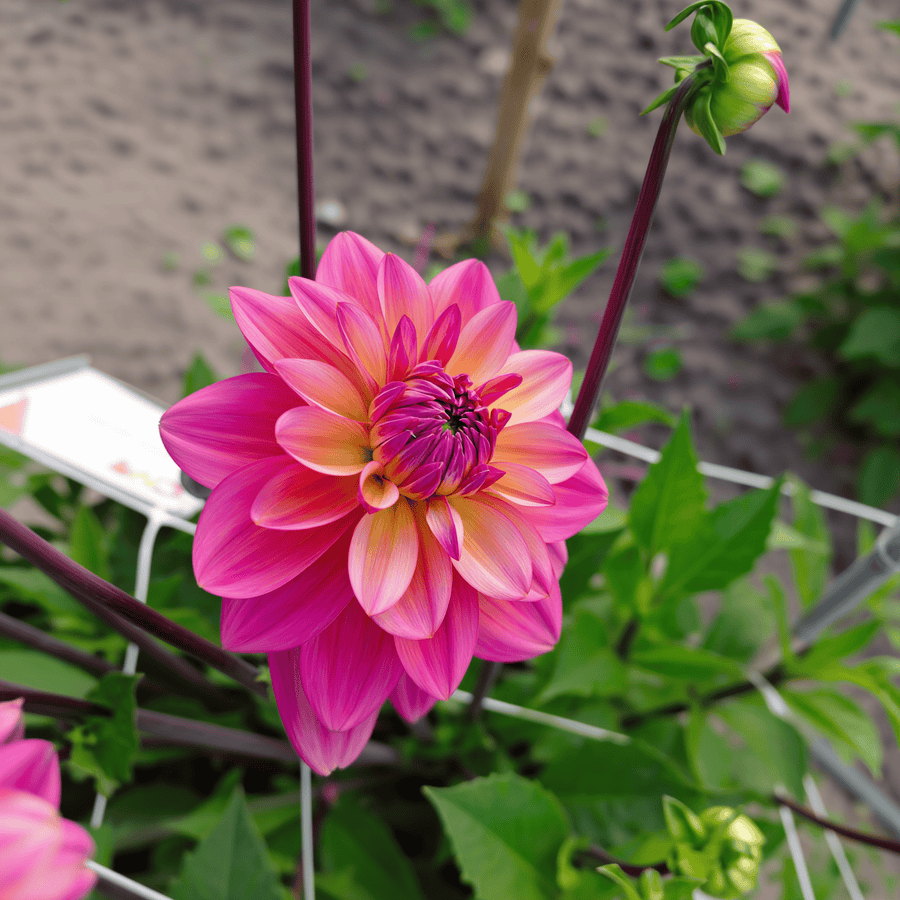 Dahlia Great Silence