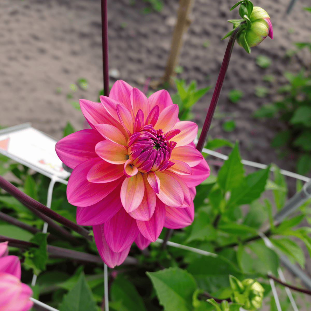 Dahlia Great Silence