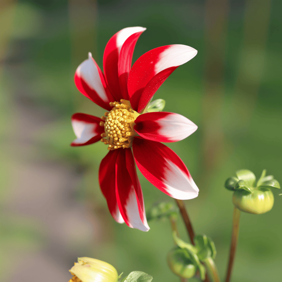 Dahlia Honka Red Windmill
