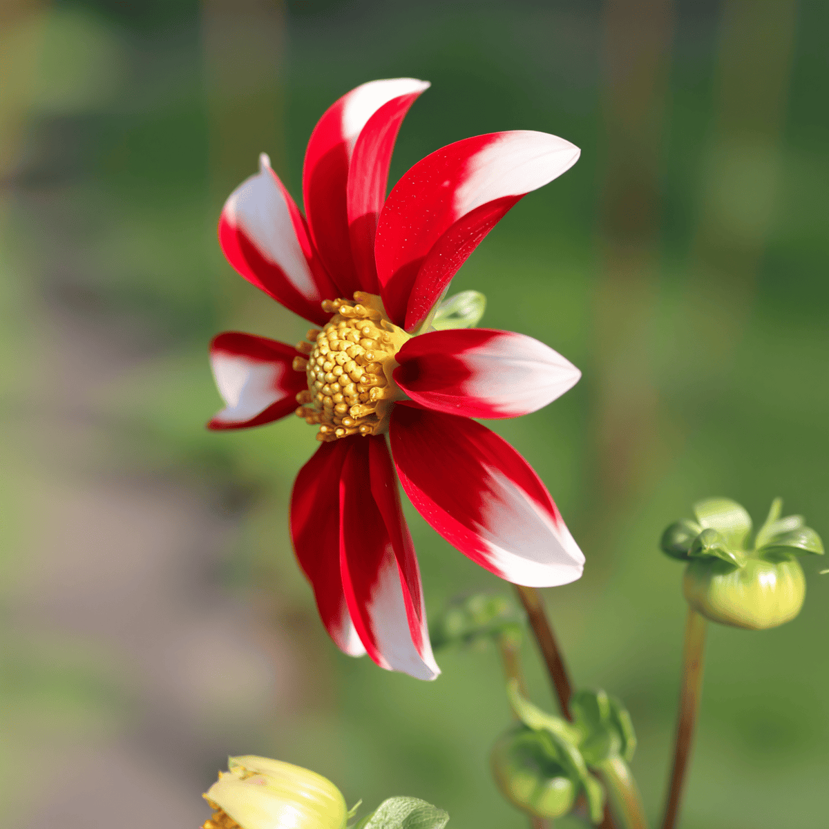 Dahlia Honka Red Windmill