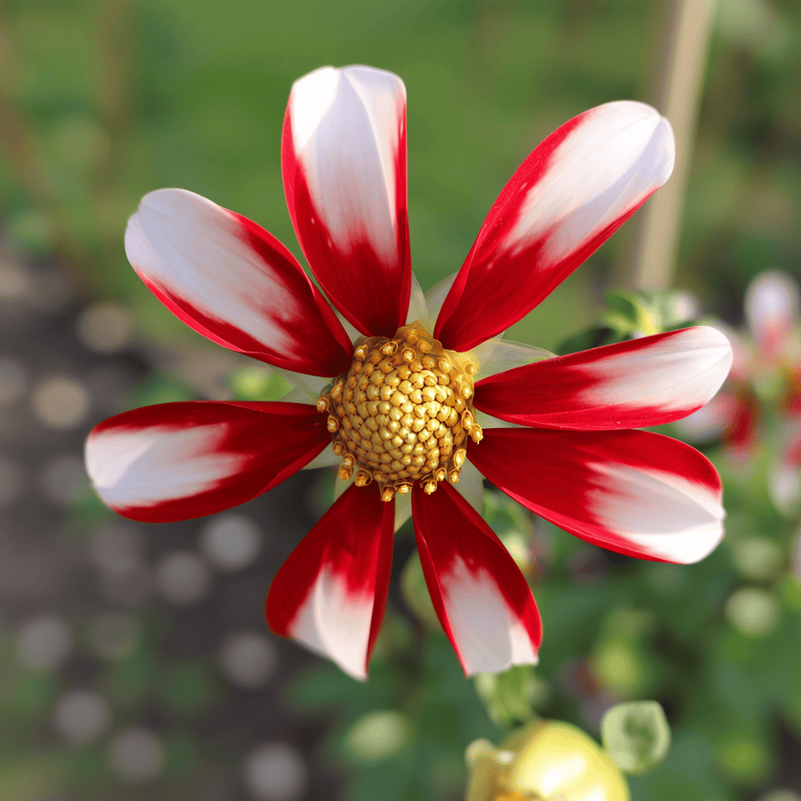 Dahlia Honka Red Windmill