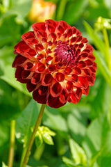 Dahlia Jowey Joshua