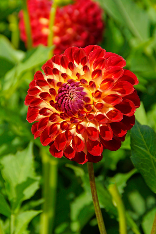 Dahlia Jowey Joshua