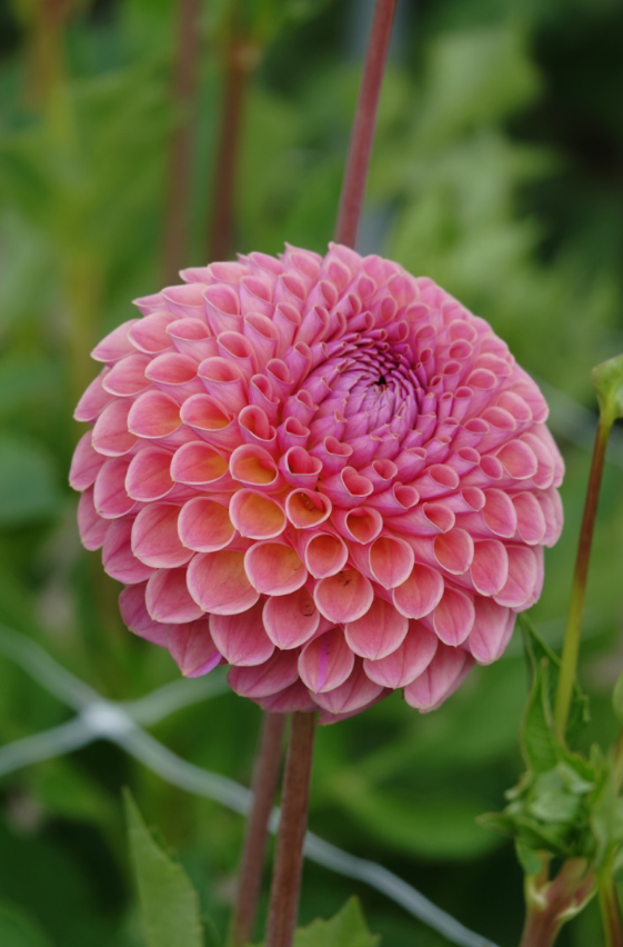 Dahlia Jowey Winnie