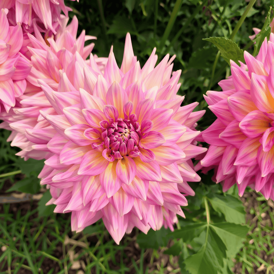 Dahlia Kidds Climax