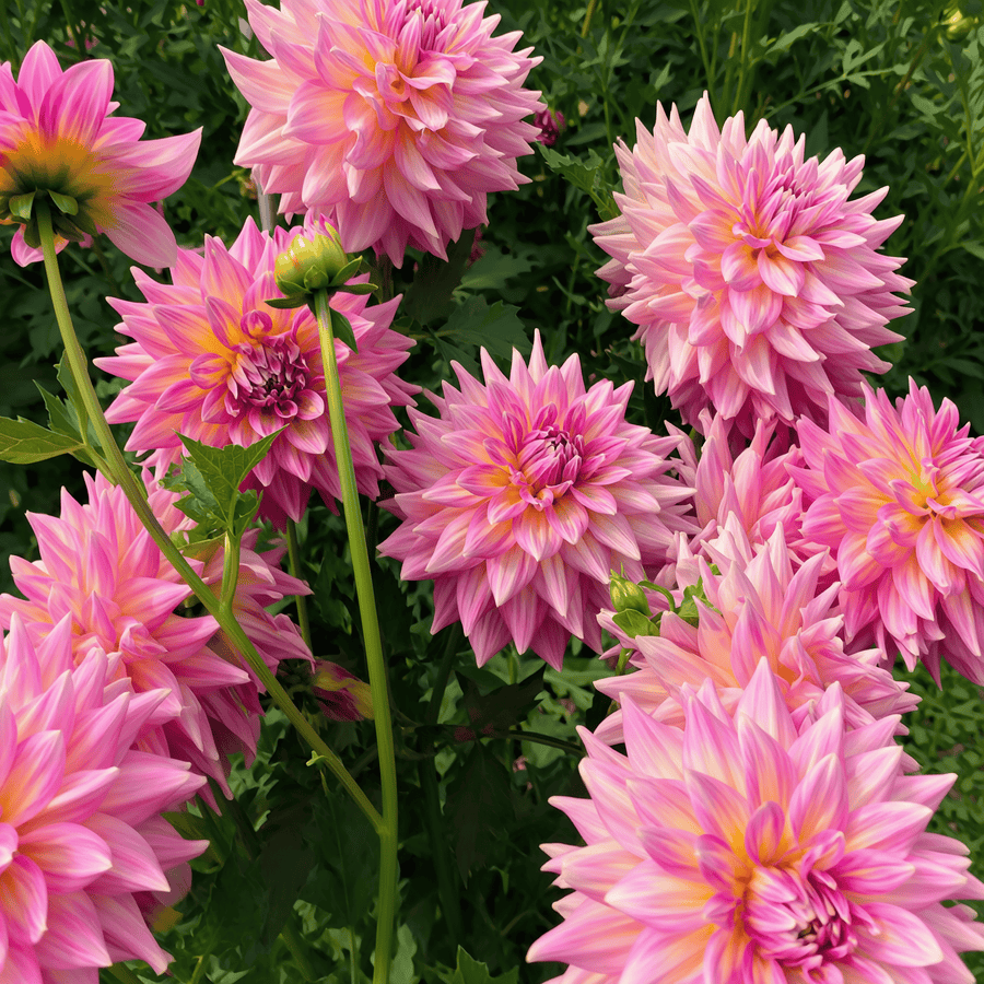 Dahlia Kidds Climax