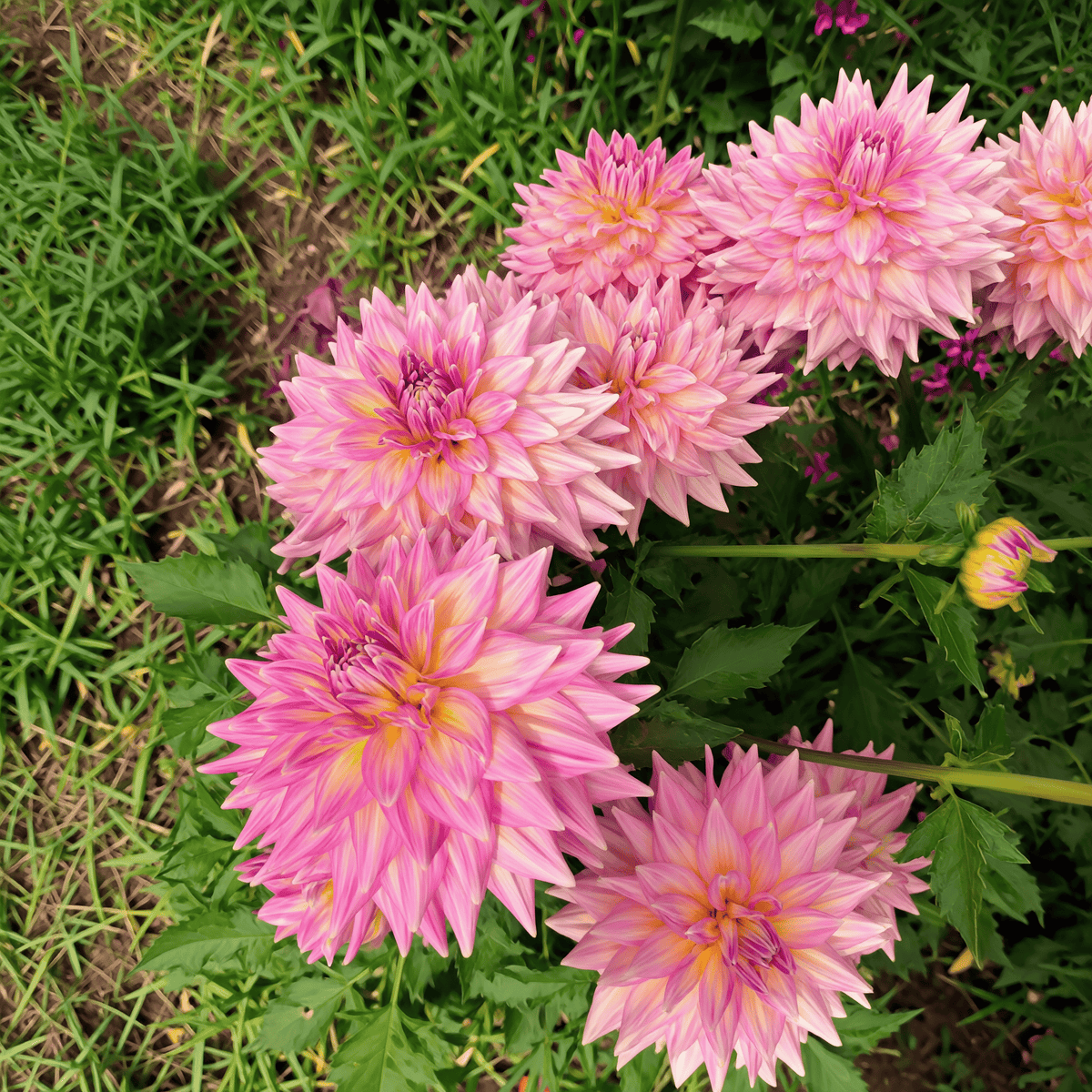 Dahlia Kidds Climax