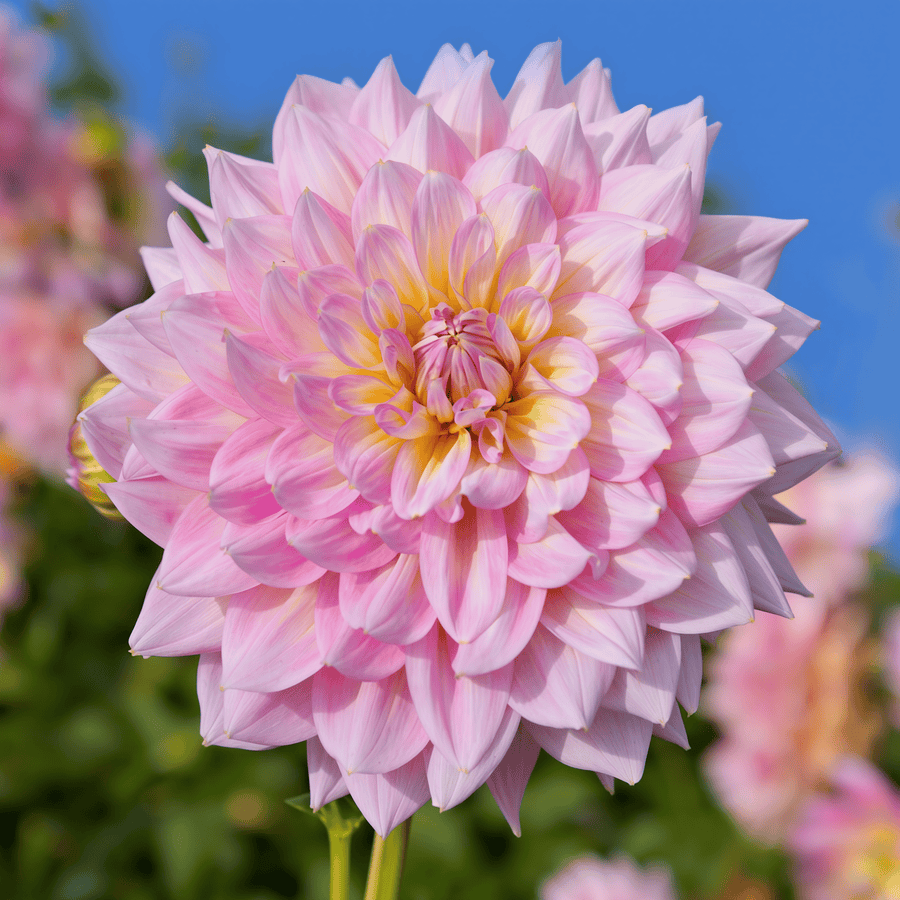 Dahlia Kidds Climax