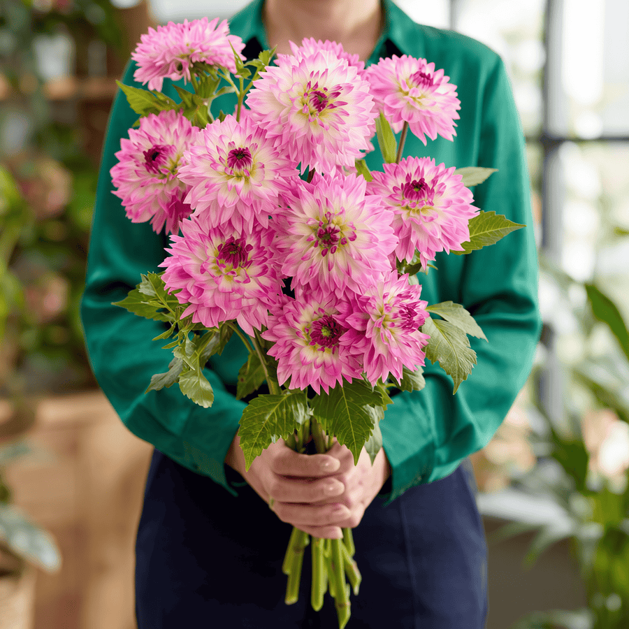 Dahlia Kordessa