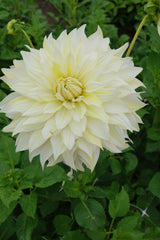 Dahlia La Luna