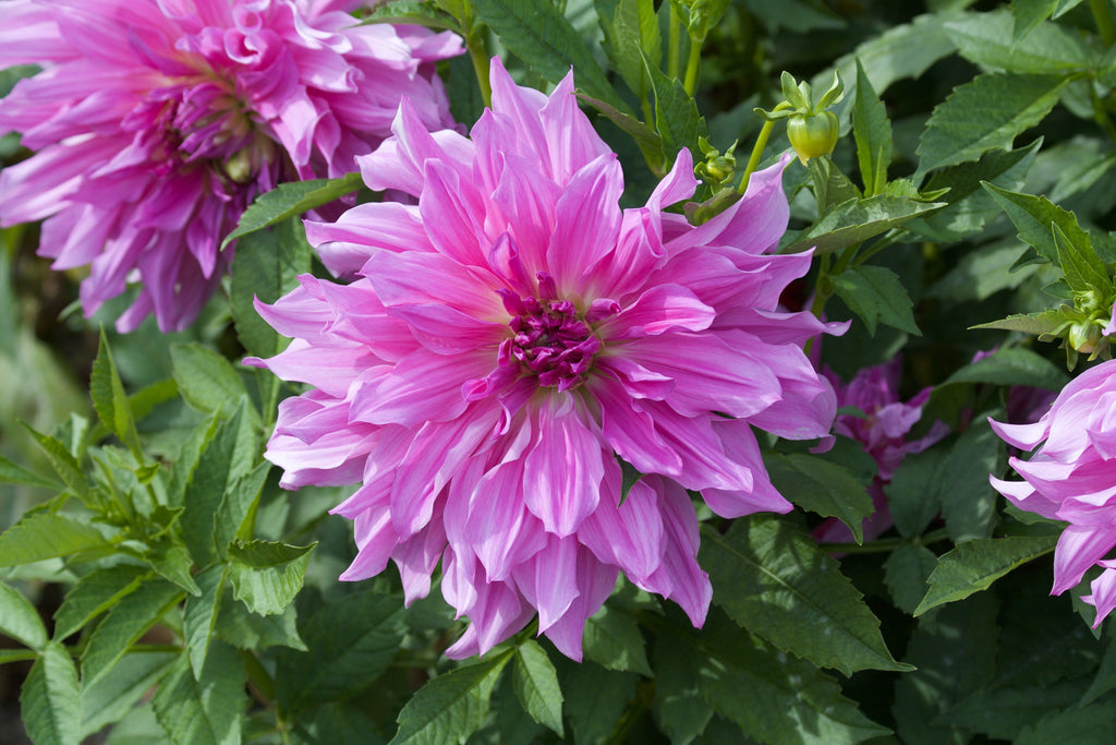 Dahlia Lavender Ruffles