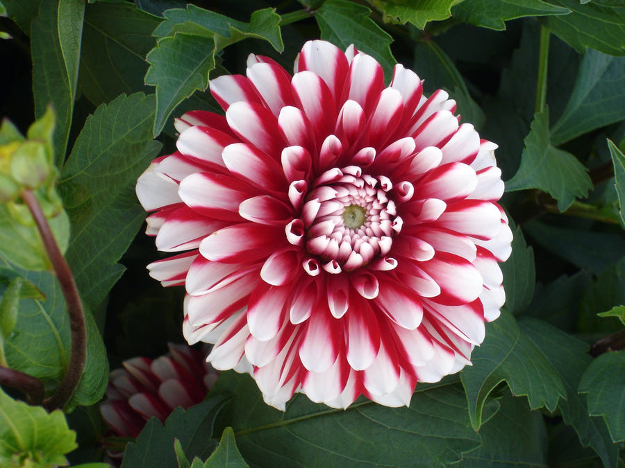 Dahlia Little Tiger