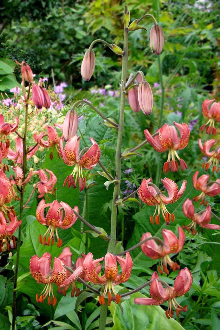 Lilium Manitoba Morning