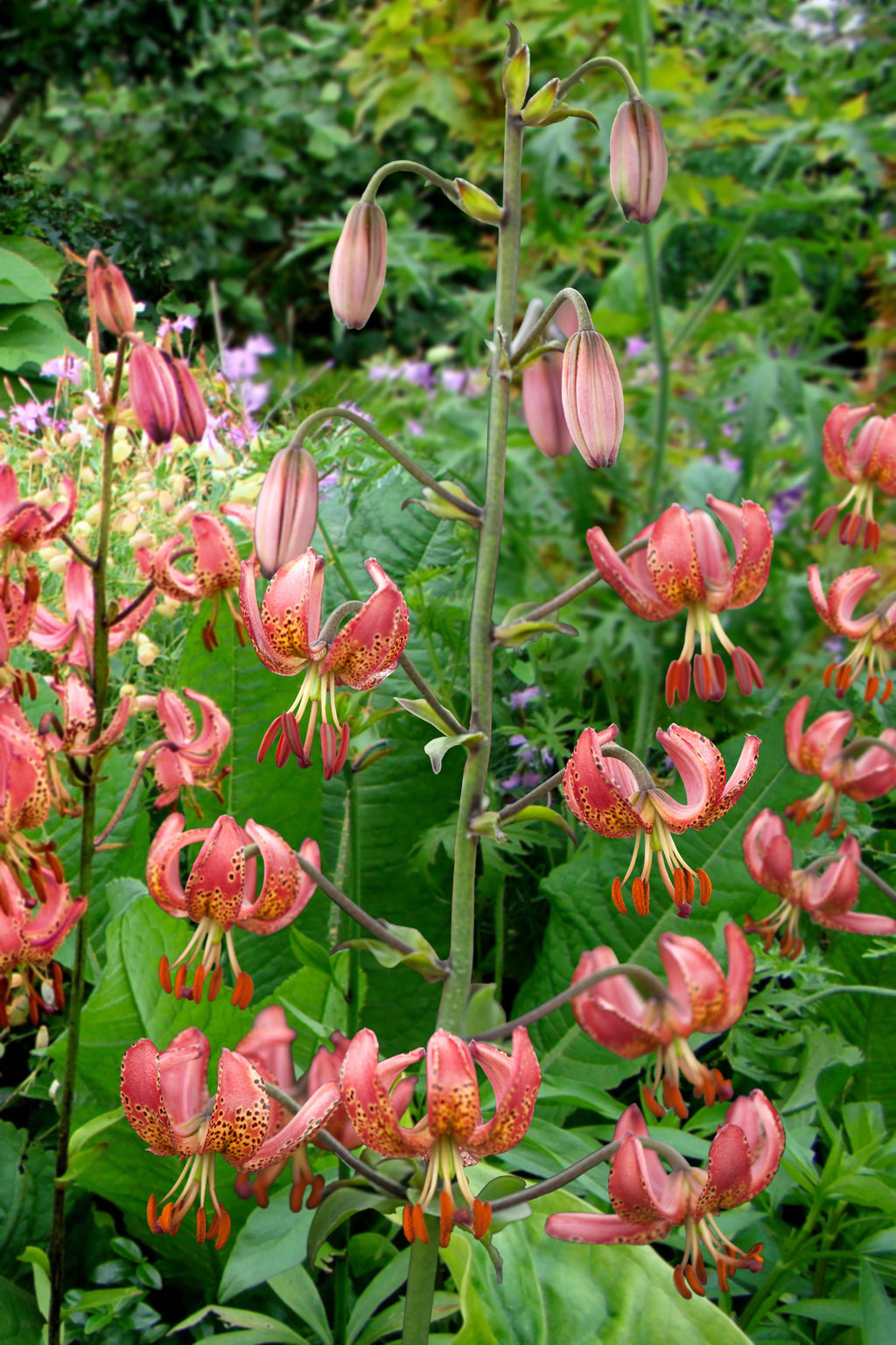 Lilium Manitoba Morning