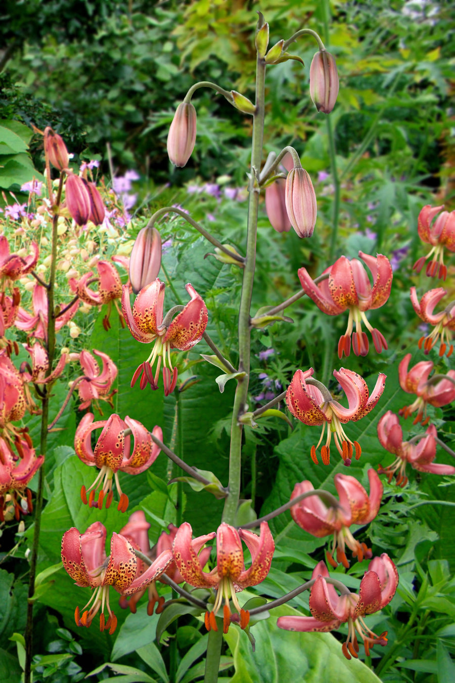 Lilium Manitoba Morning