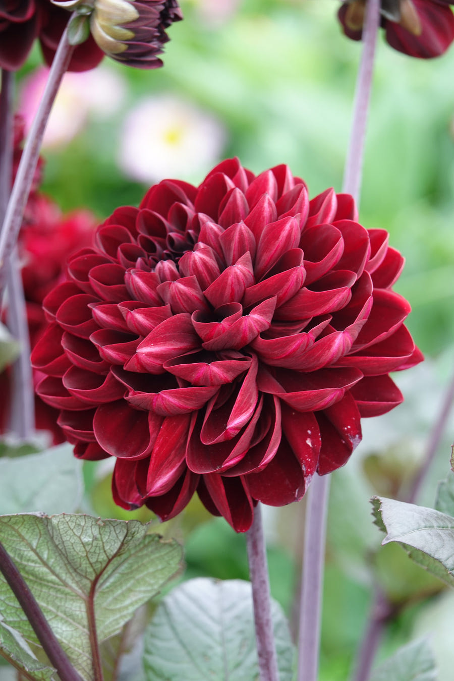 Dahlia Manoa