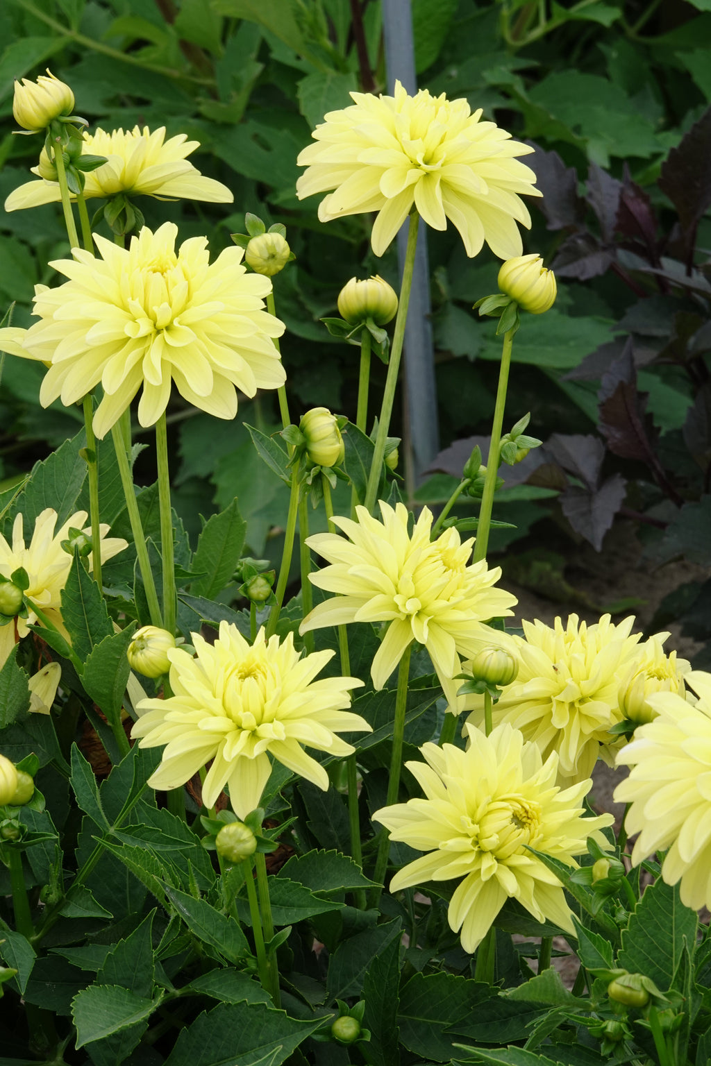 Dahlia Melody Latin