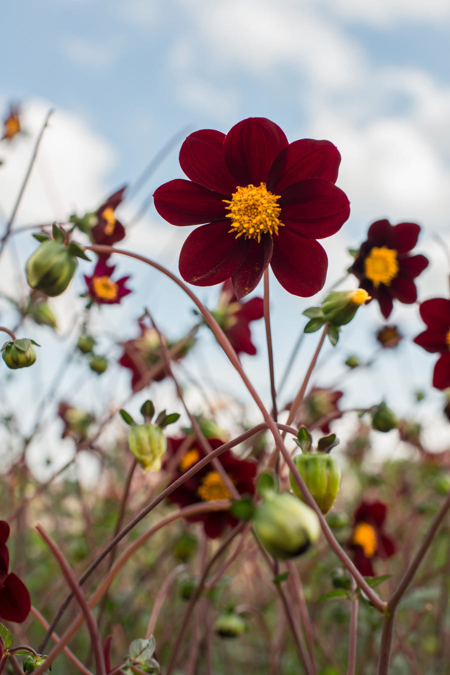 Cosmos Mexican Star