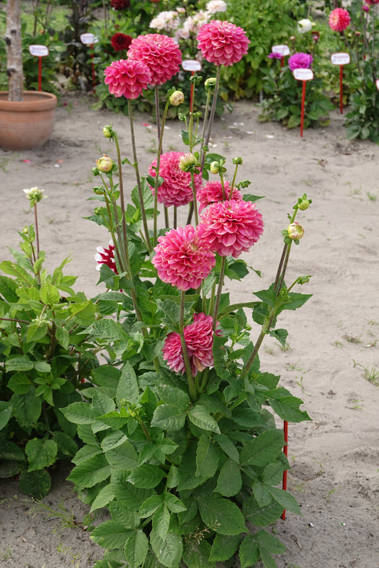 Dahlia Milena Fleur