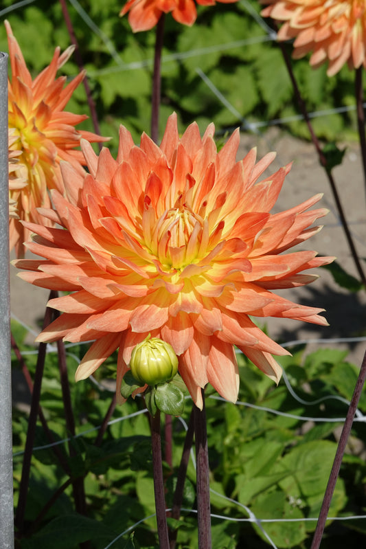 Dahlia Motto