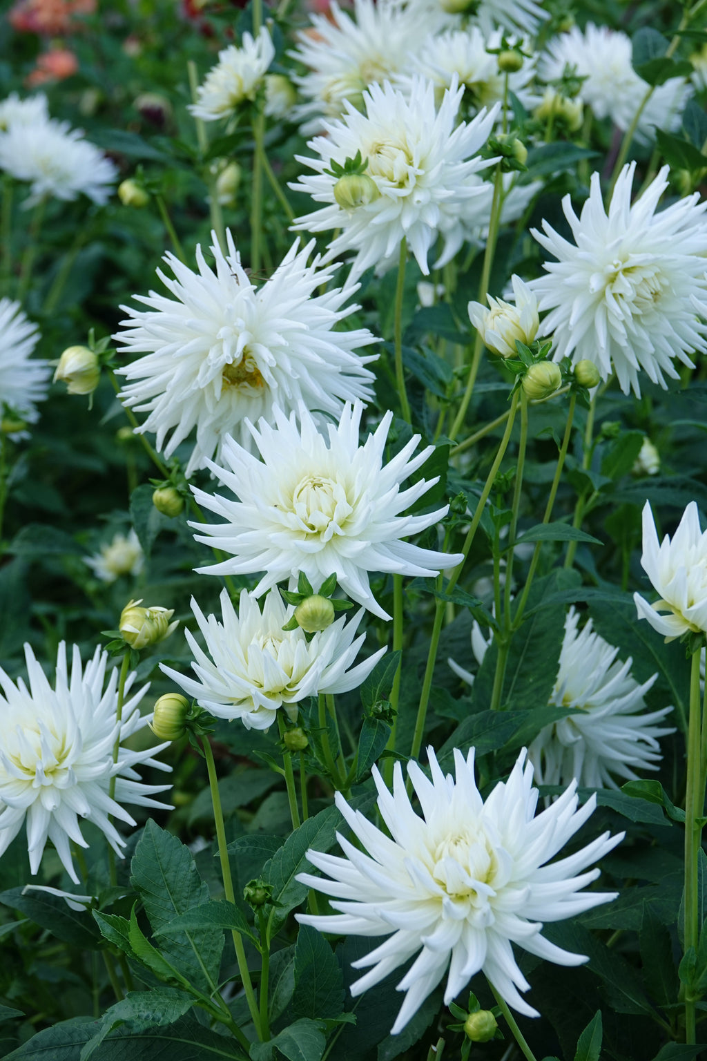 Dahlia My Love