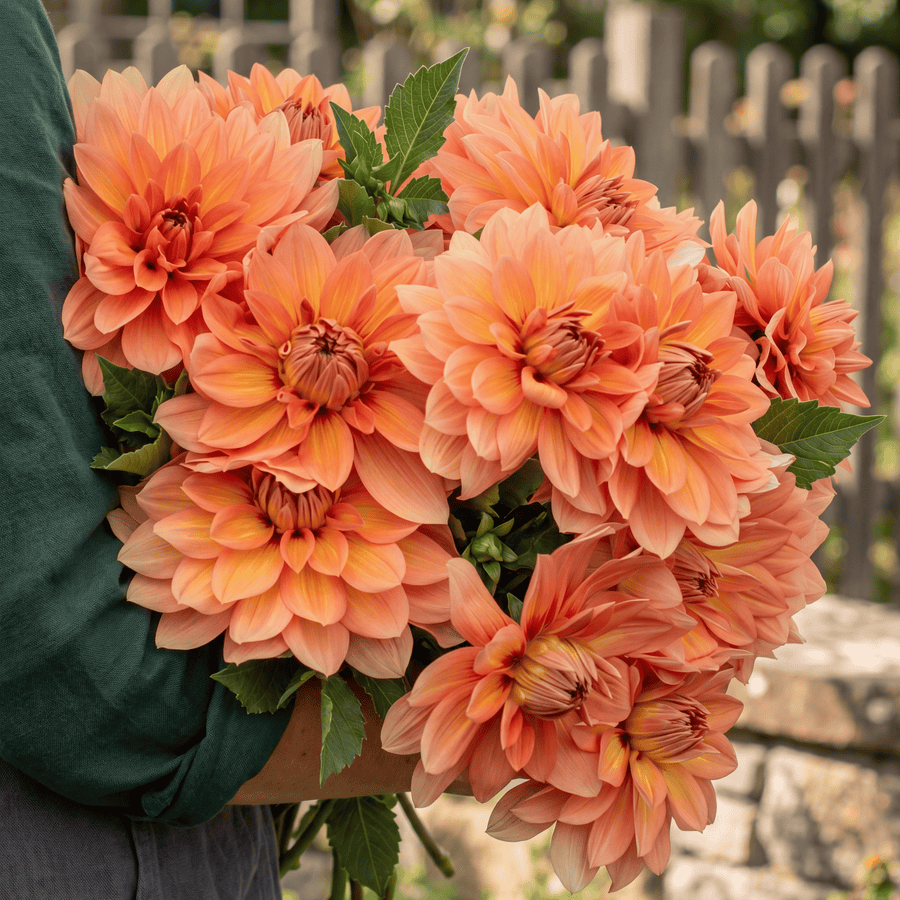 Dahlia Nicholas