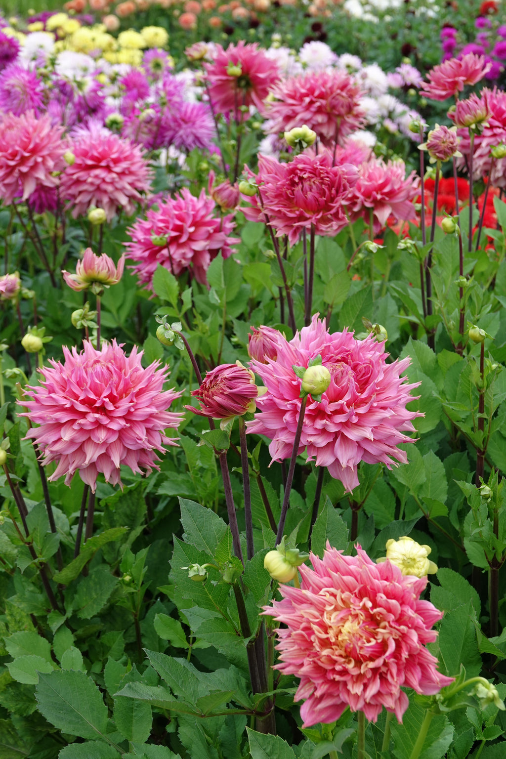 Dahlia Omega
