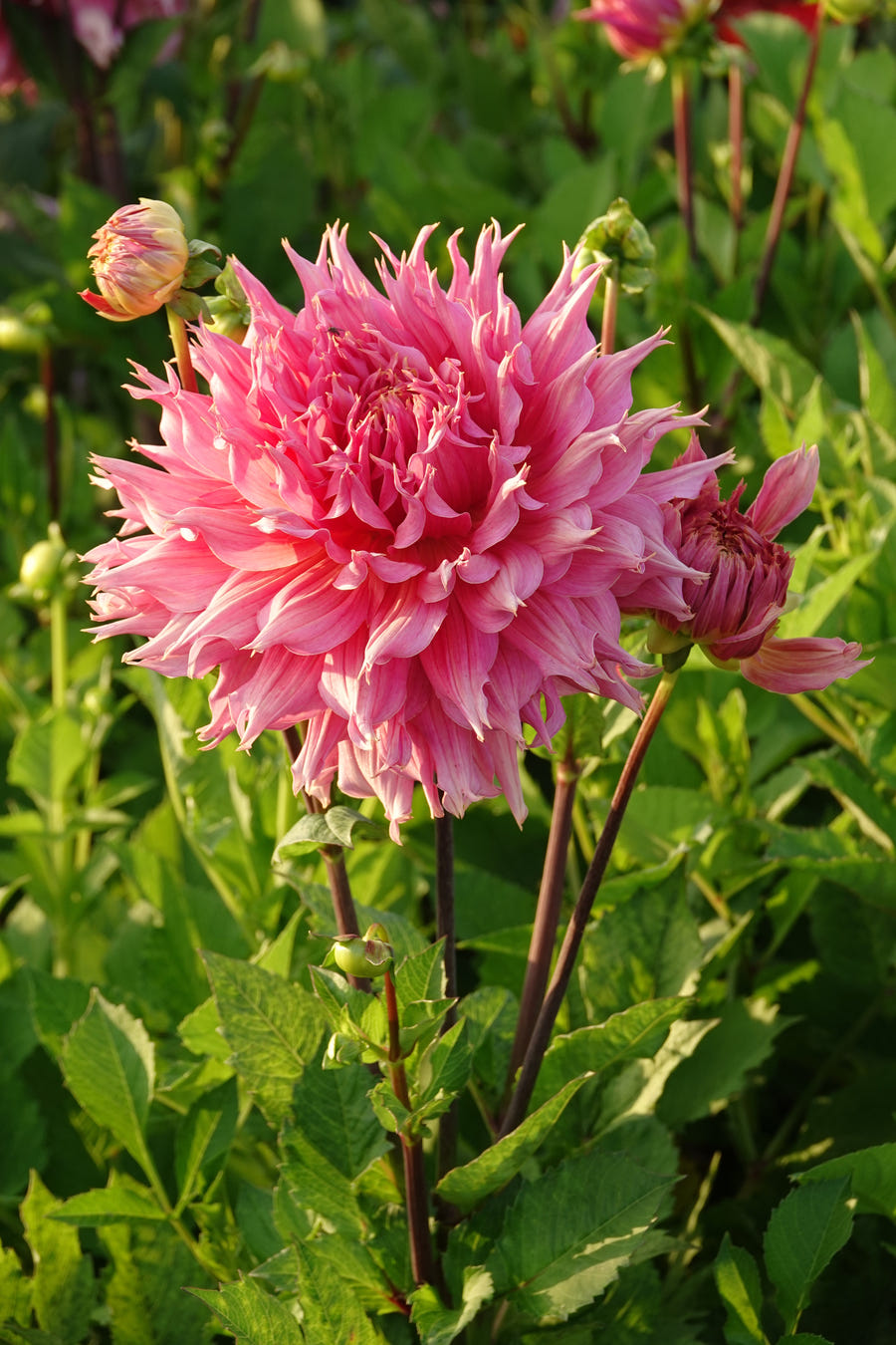 Dahlia Omega