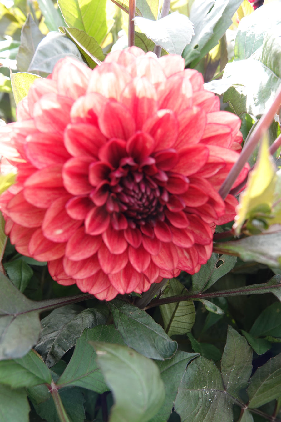 Dahlia Orient Express