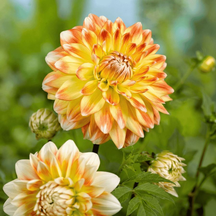 Dahlia Peaches and Cream