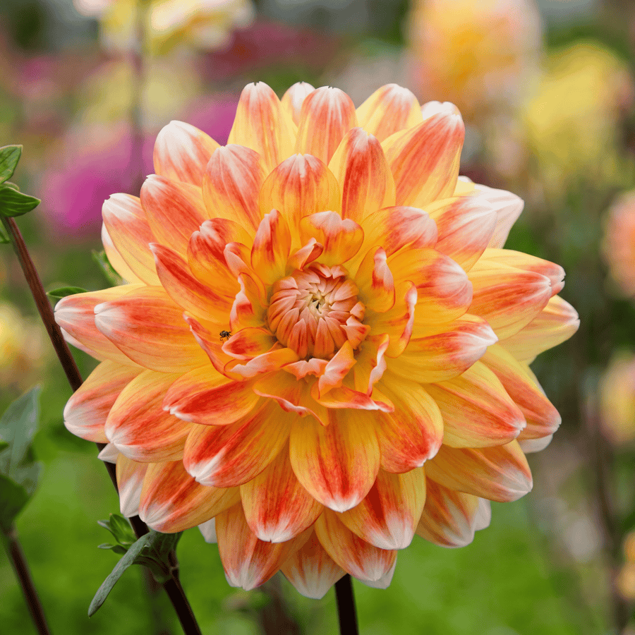 Dahlia Peaches and Cream