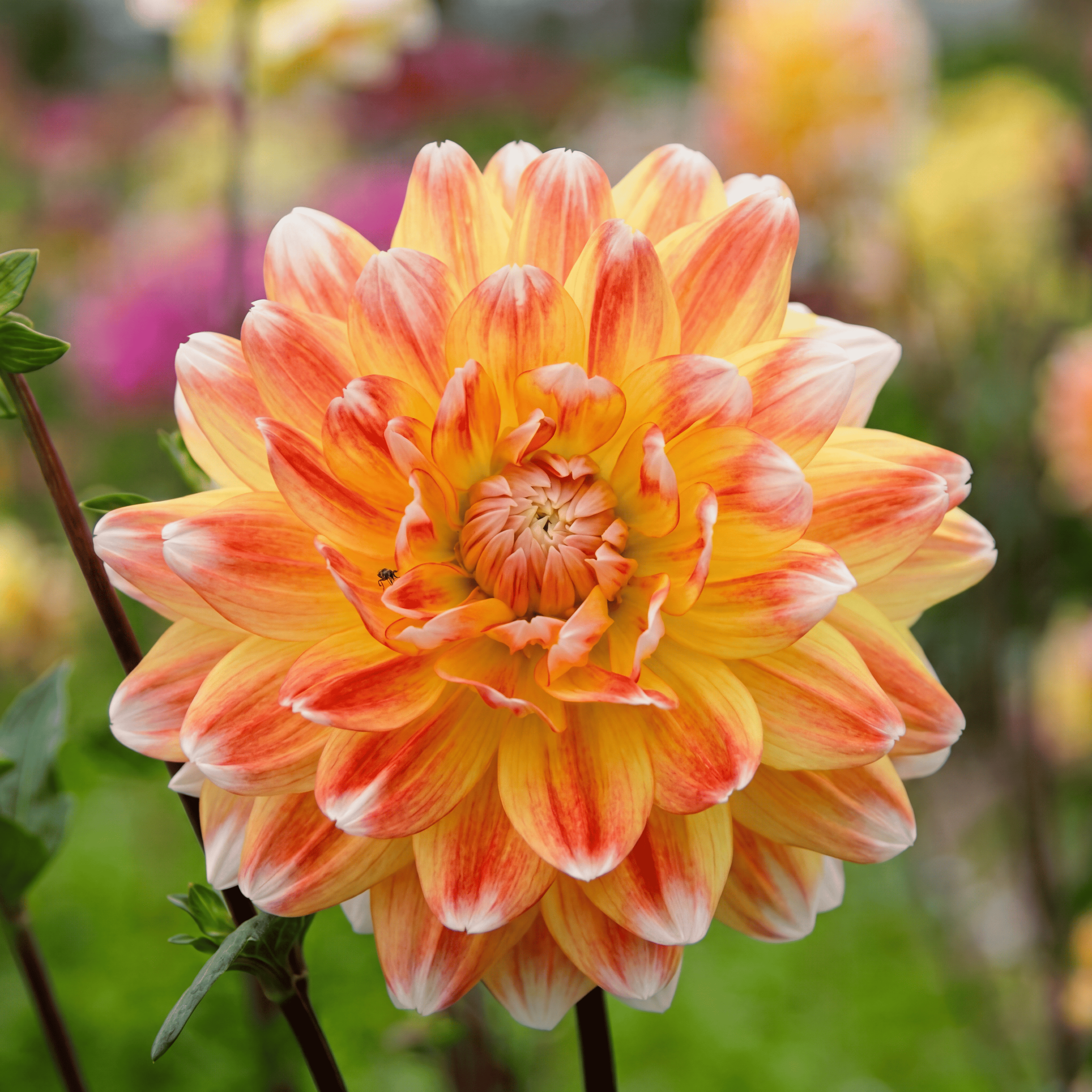 Dahlia Peaches and Cream