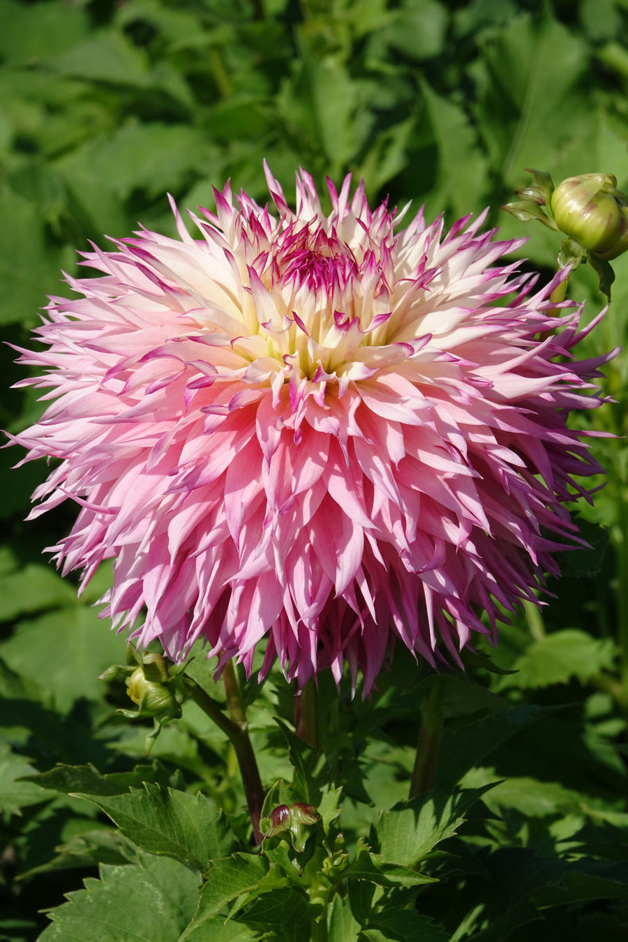 Dahlia Pinelands Princess