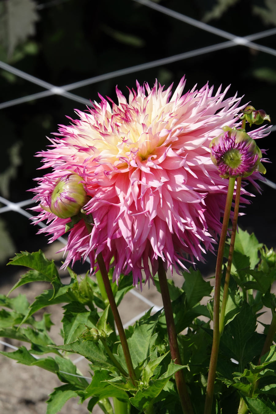 Dahlia Pinelands Princess