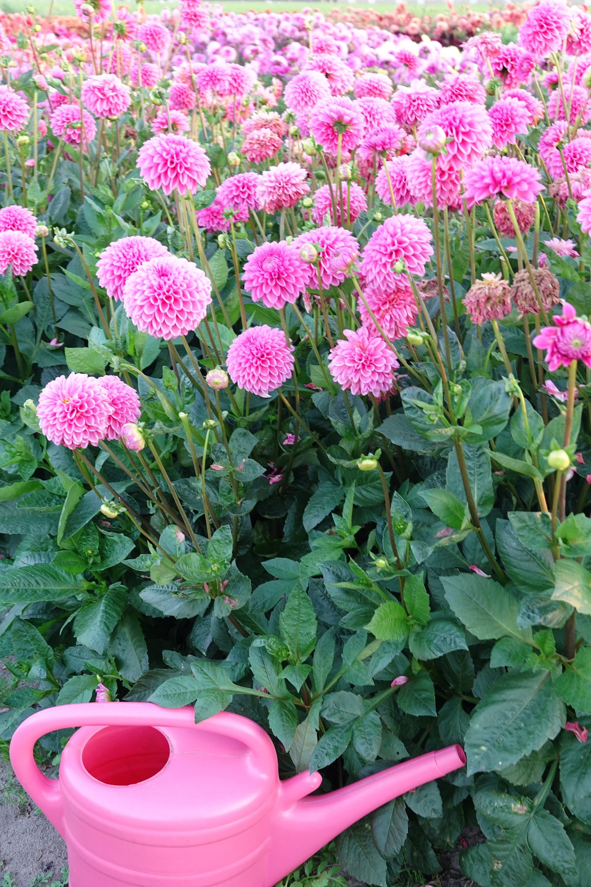 Dahlia Pink Pop