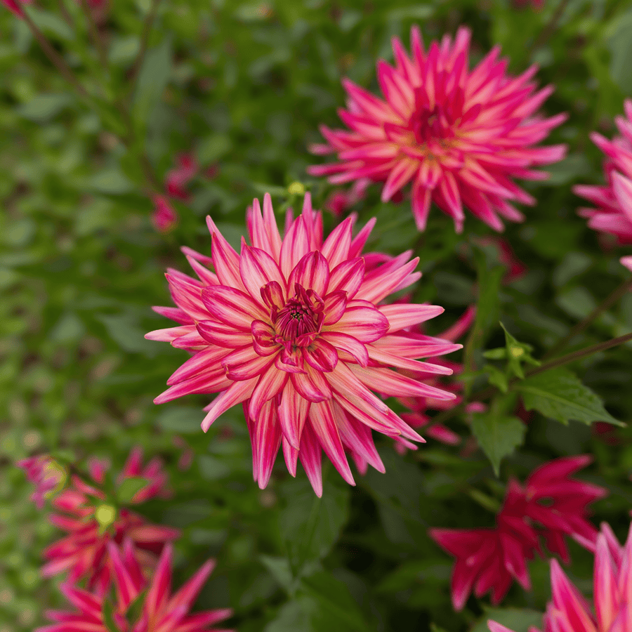Dahlia Pinkie Swear