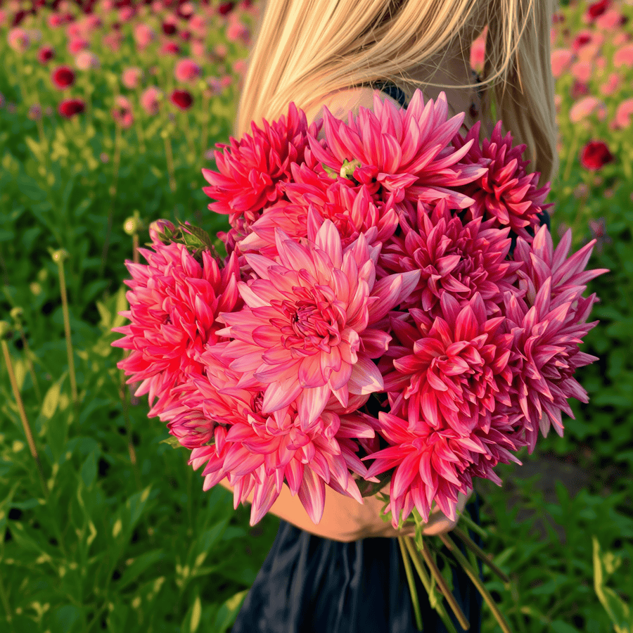 Dahlia Pinkie Swear