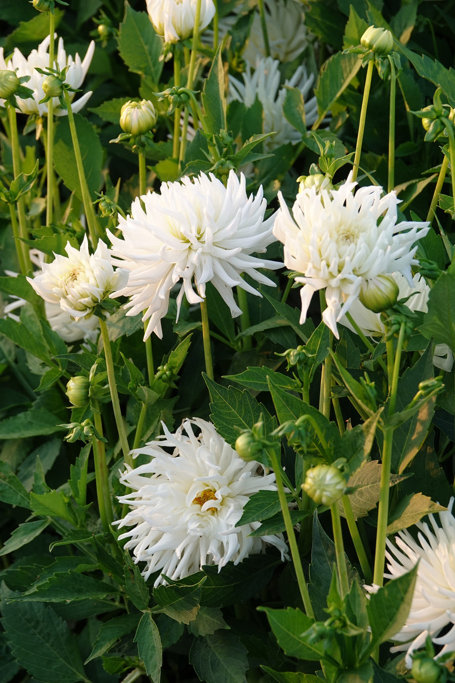 Dahlia Playa Blanca
